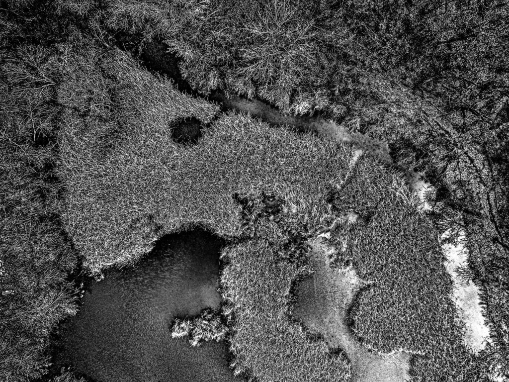 compressed_2.PointLobosofUnion.HR_MONO.0561